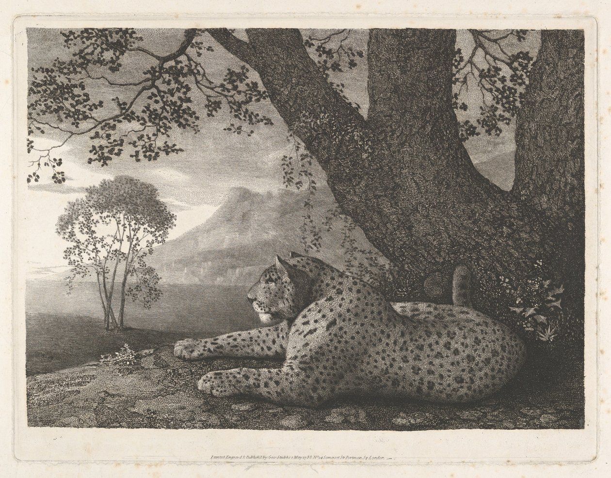 Un tigre (un léopard couché près d