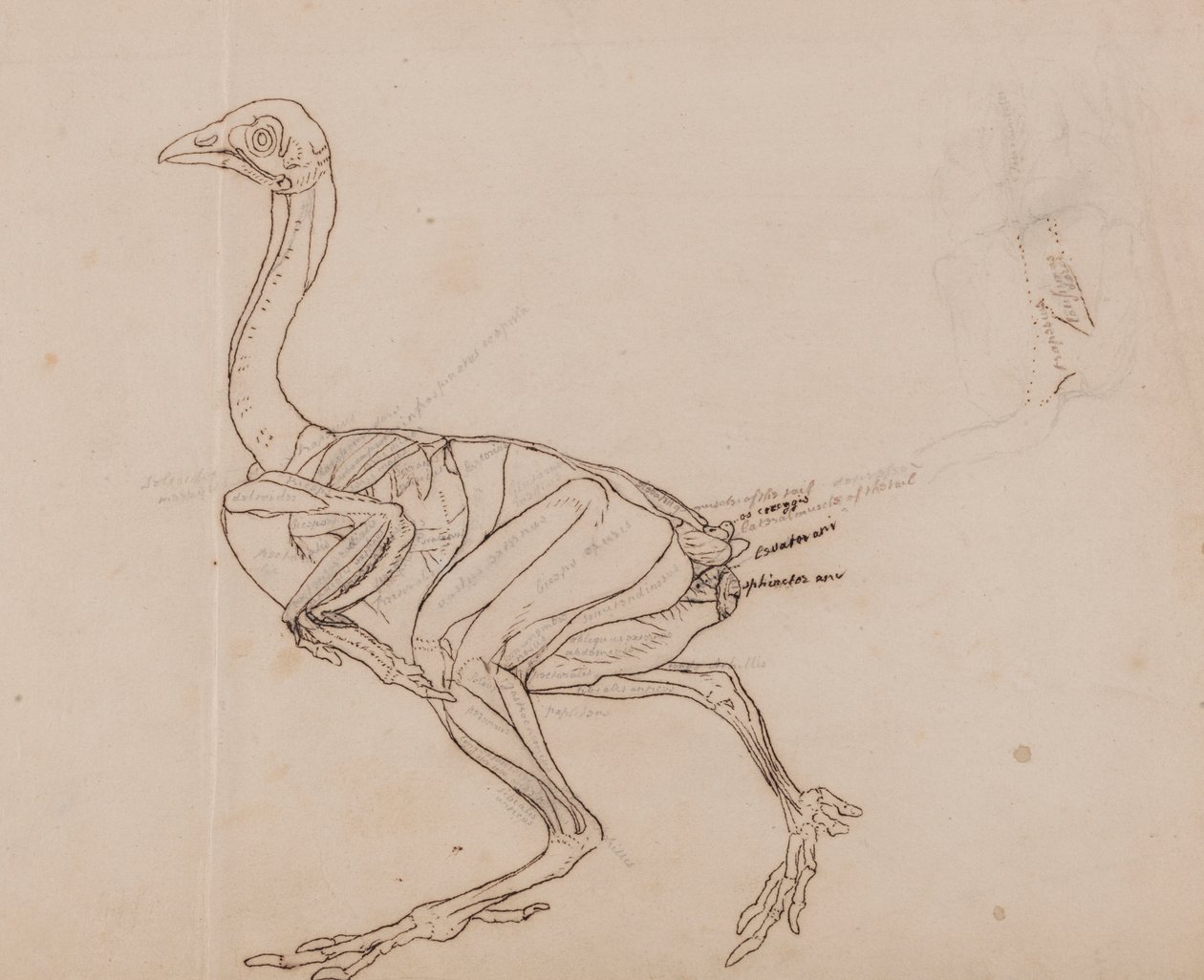Corps de poule de Dorking, vue latérale (Dessin de contour des muscles) - George Stubbs