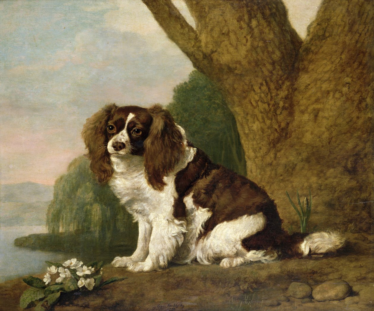 Fanny, un épagneul marron et blanc - George Stubbs