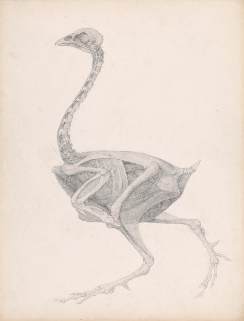 Corps de volaille, vue latérale (étude très finie pour une table non publiée ; montre le dernier stade de la dissection) - George Stubbs