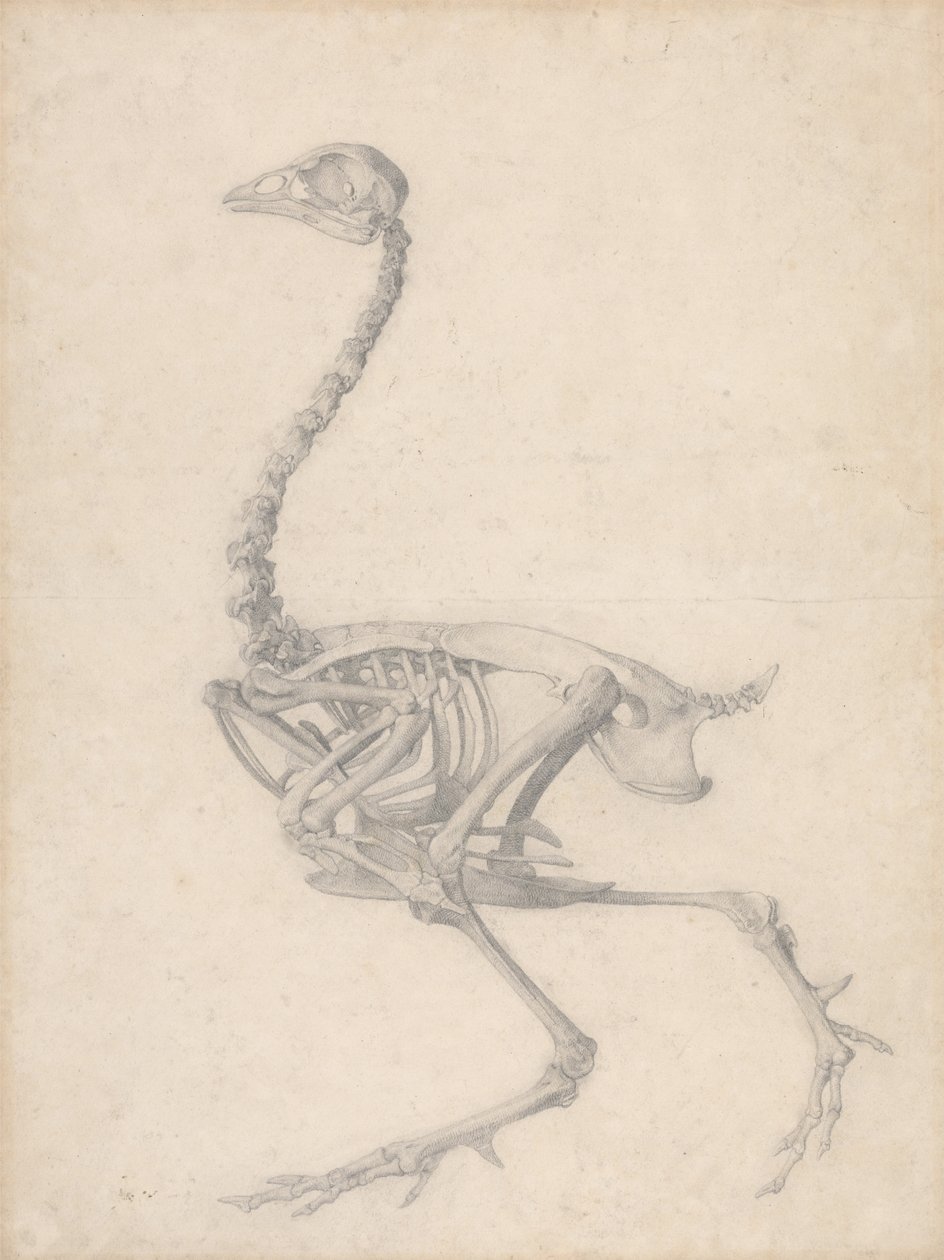 Squelette de volaille, vue latérale (étude finie pour la Table V) - George Stubbs