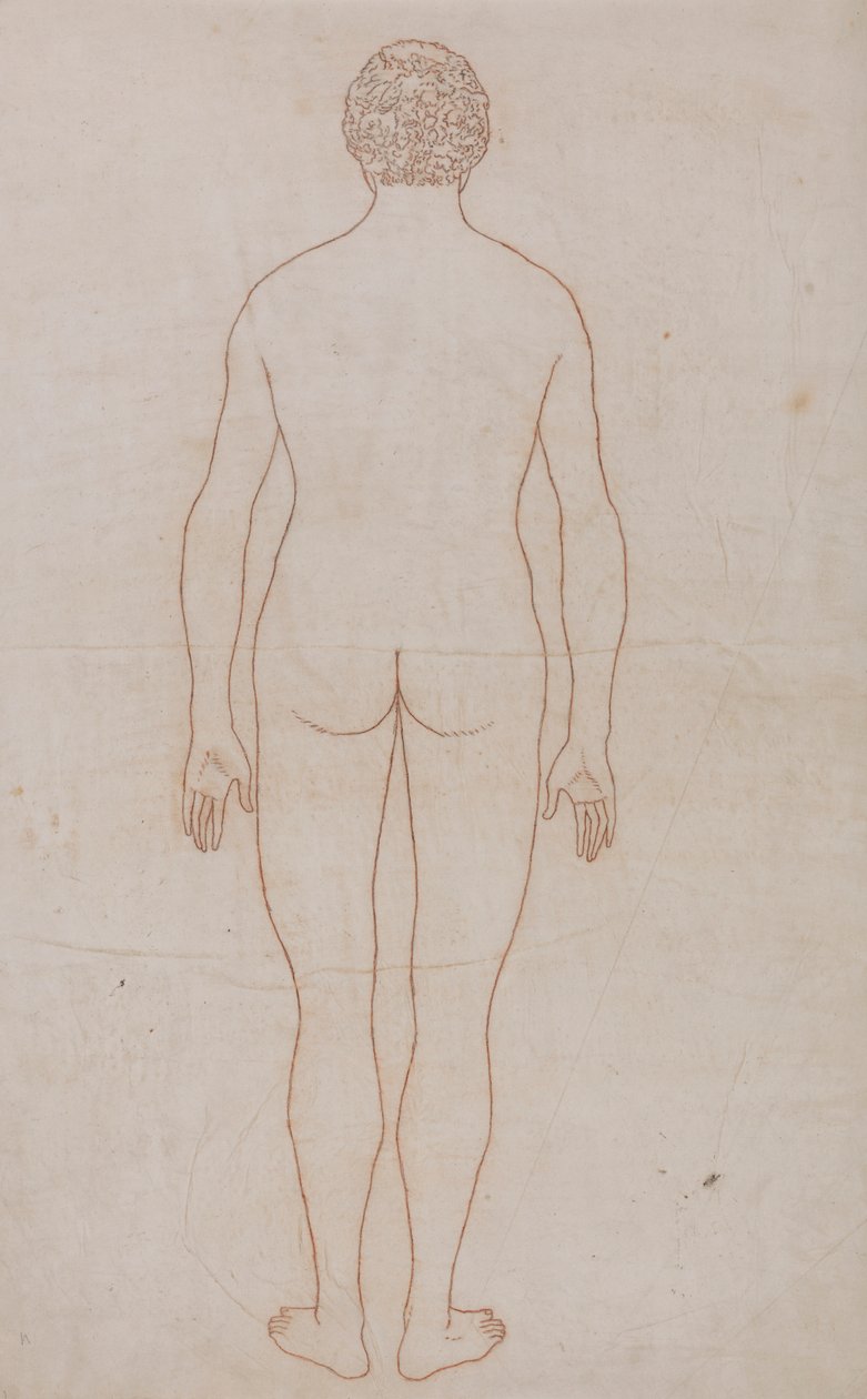 Corps humain, vue postérieure - George Stubbs