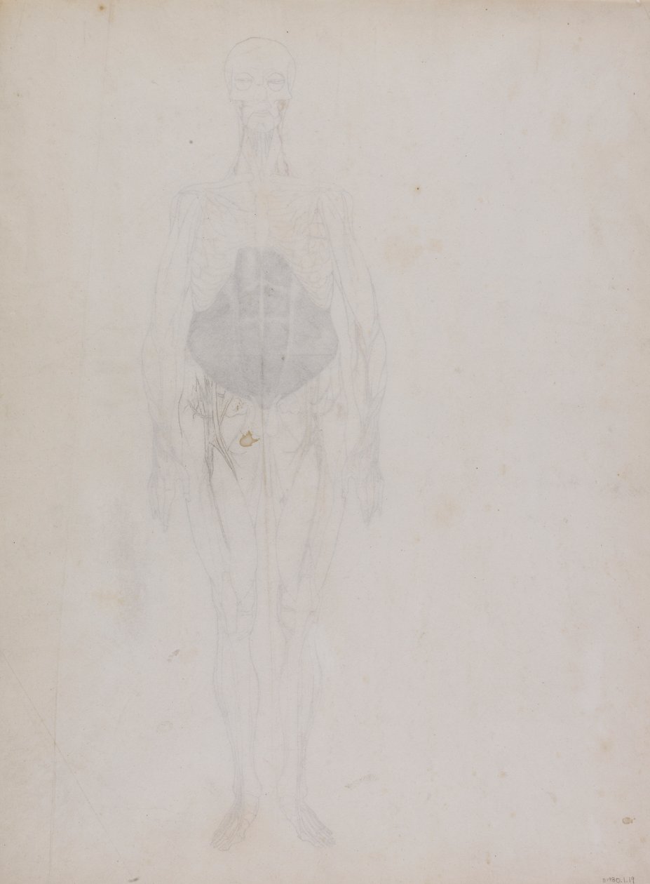 Figure humaine, vue antérieure (principalement en contour) - George Stubbs