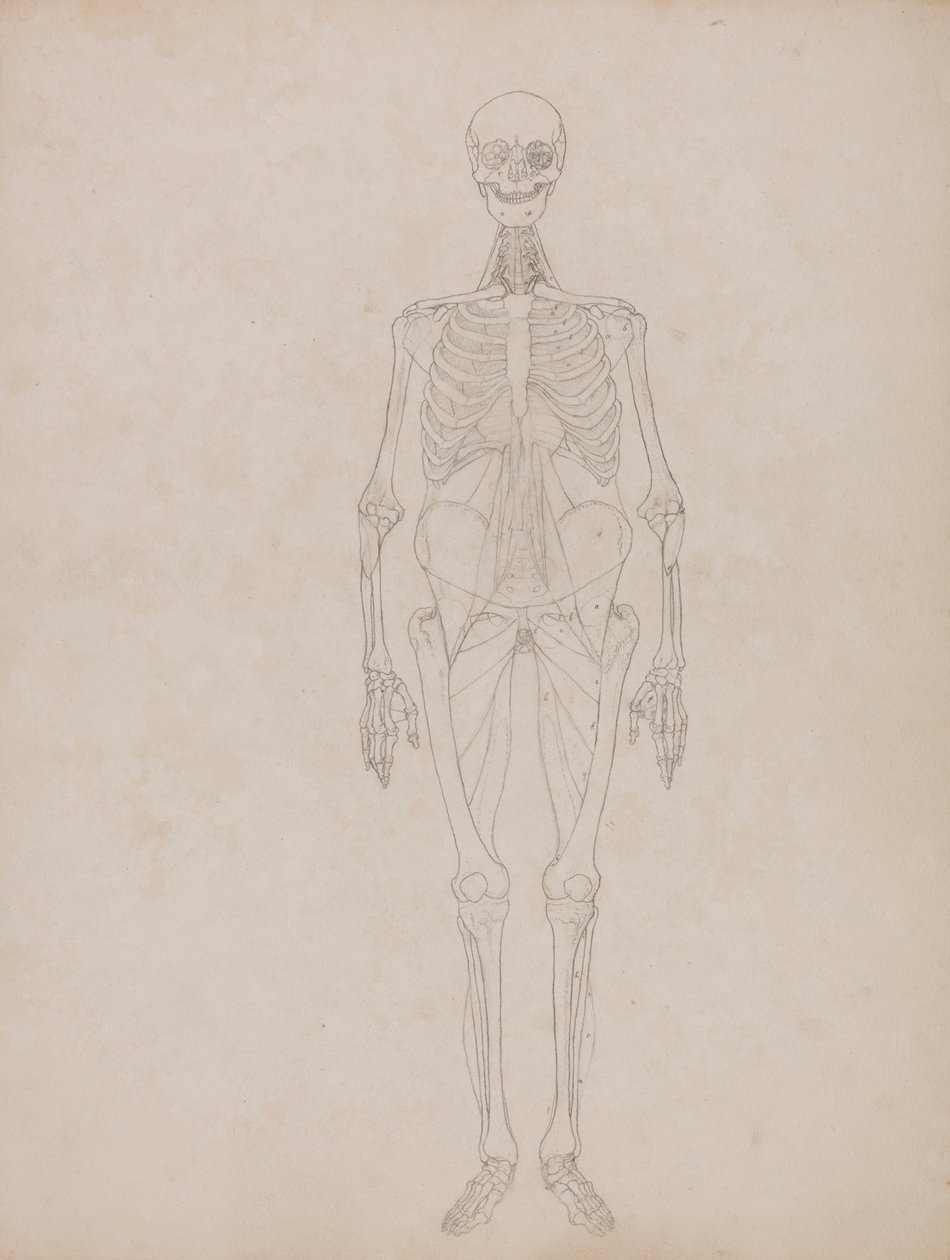 Figure humaine, vue antérieure (figure de contour) - George Stubbs