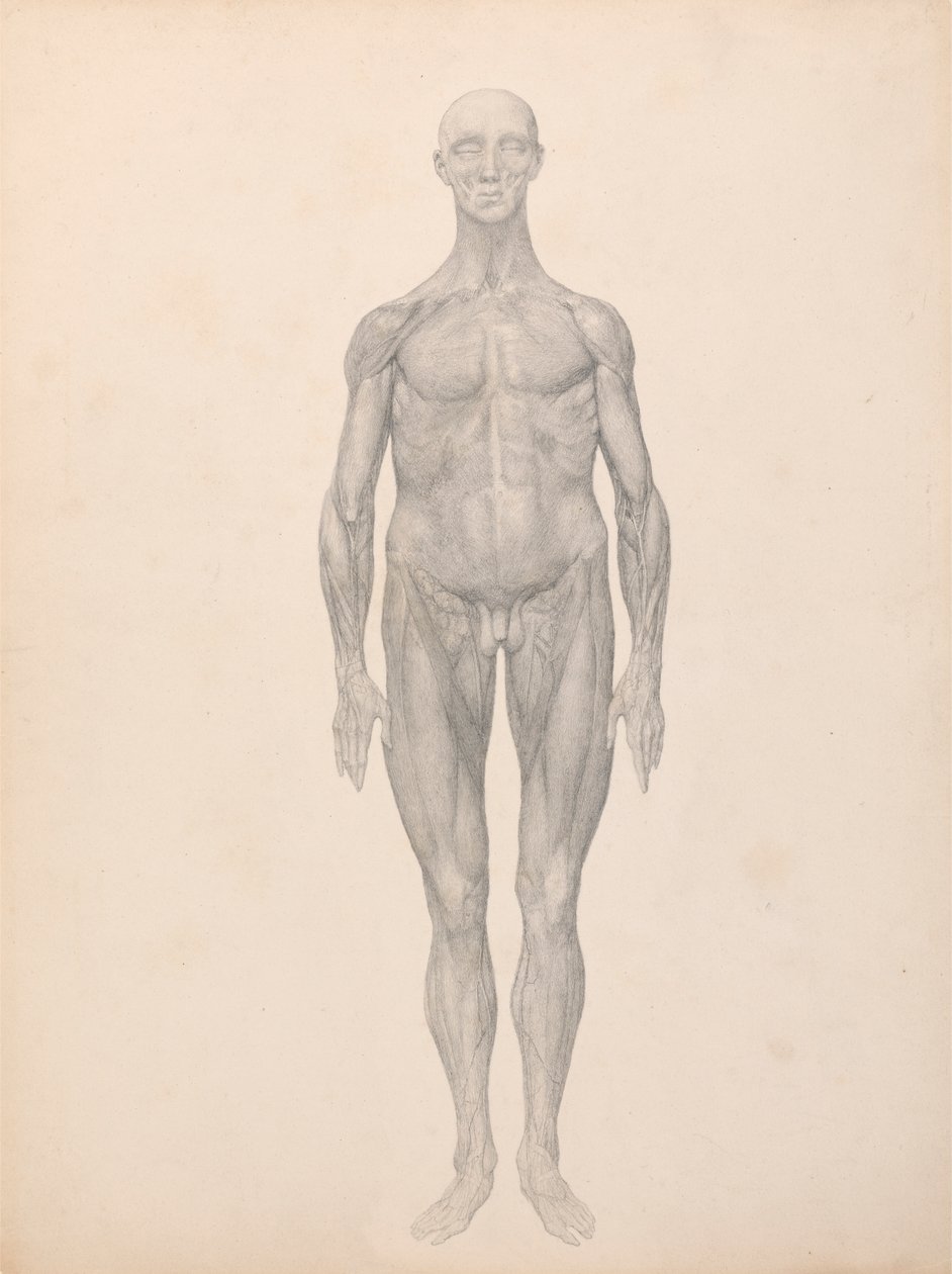 Figure humaine, vue antérieure, couches fasciales sous-jacentes enlevées (étude finie pour la table XI) - George Stubbs