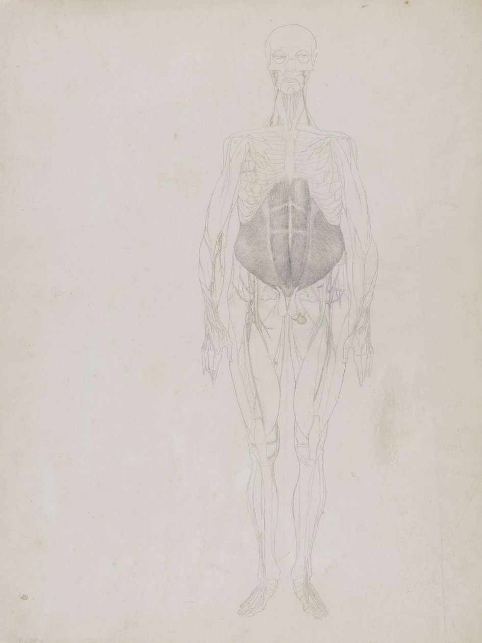 Figure humaine, vue antérieure, de 