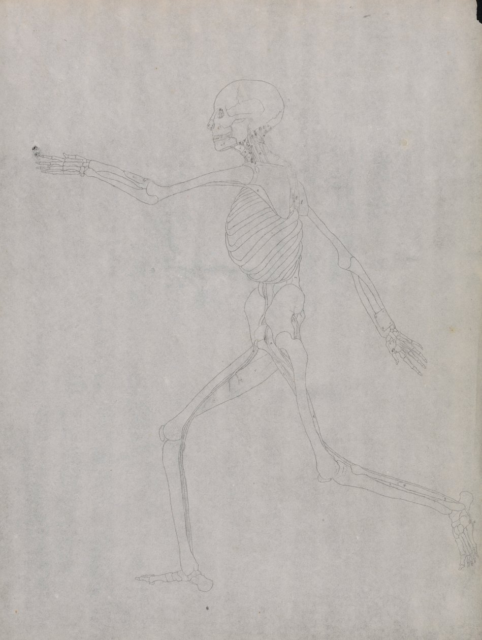 Figure humaine, vue latérale - George Stubbs