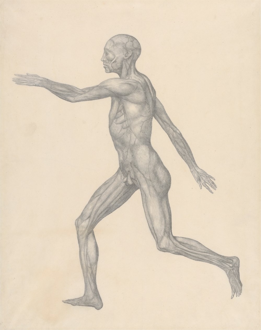 Figure humaine, vue latérale, après enlèvement de la peau et des couches fasciales sous-jacentes (étude finie pour la table XIII) - George Stubbs