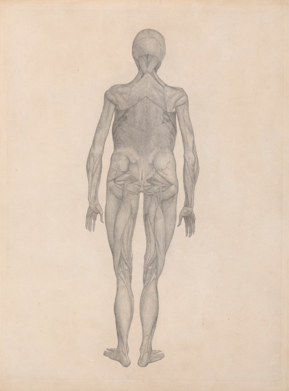 Figure humaine, vue postérieure (étude finie pour une plaque non publiée) - George Stubbs
