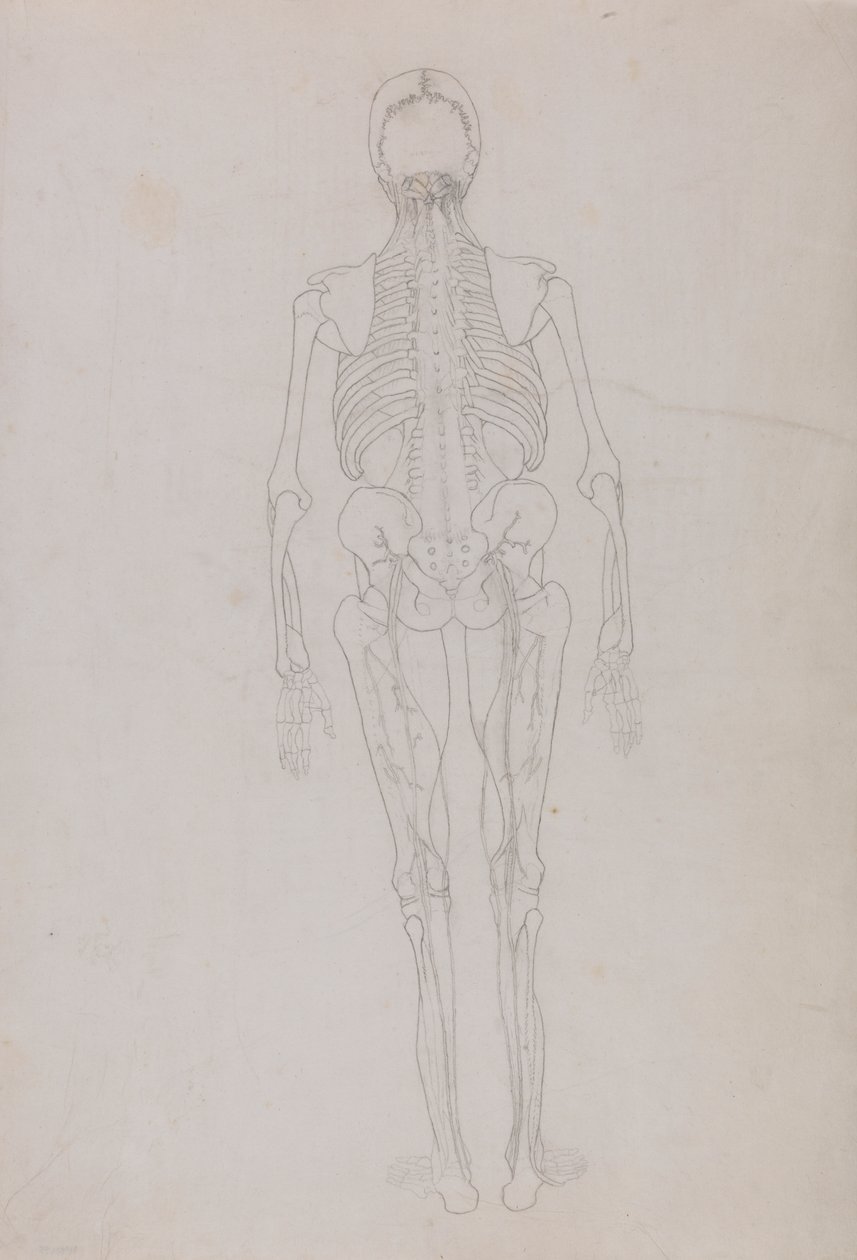 Figure humaine, vue postérieure (dessin au trait pour une figure clé montrant le stade final de la dissection) - George Stubbs