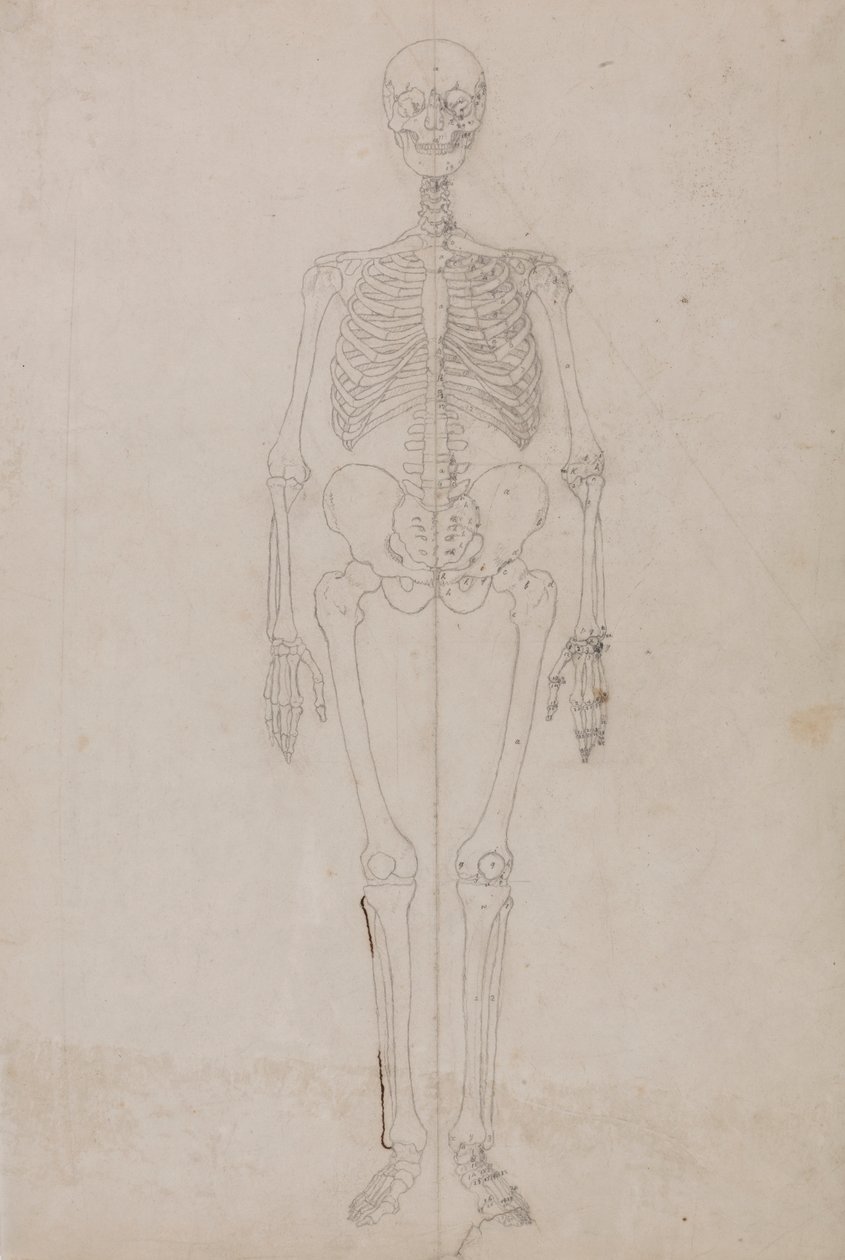 Squelette humain, vue antérieure (étude finale) - George Stubbs