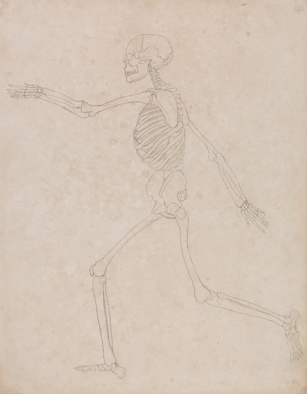 Squelette humain, vue latérale (Peut avoir été initialement préparé pour être utilisé comme figure clé pour la Table III mais plus tard abandonné) - George Stubbs