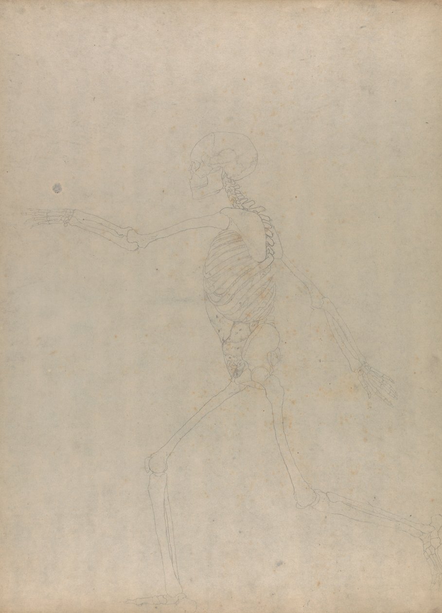 Squelette humain, vue latérale (Étude pour une figure clé d
