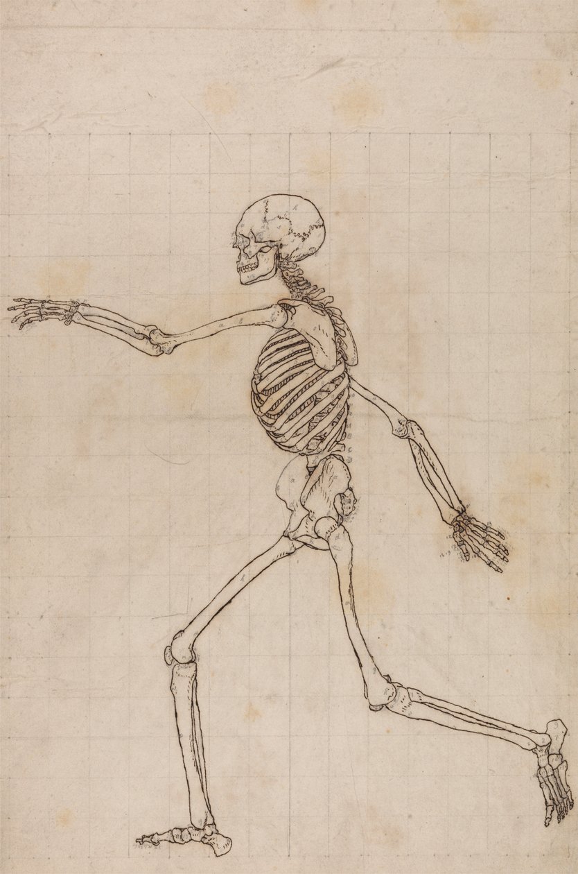 Squelette humain, vue latérale - George Stubbs