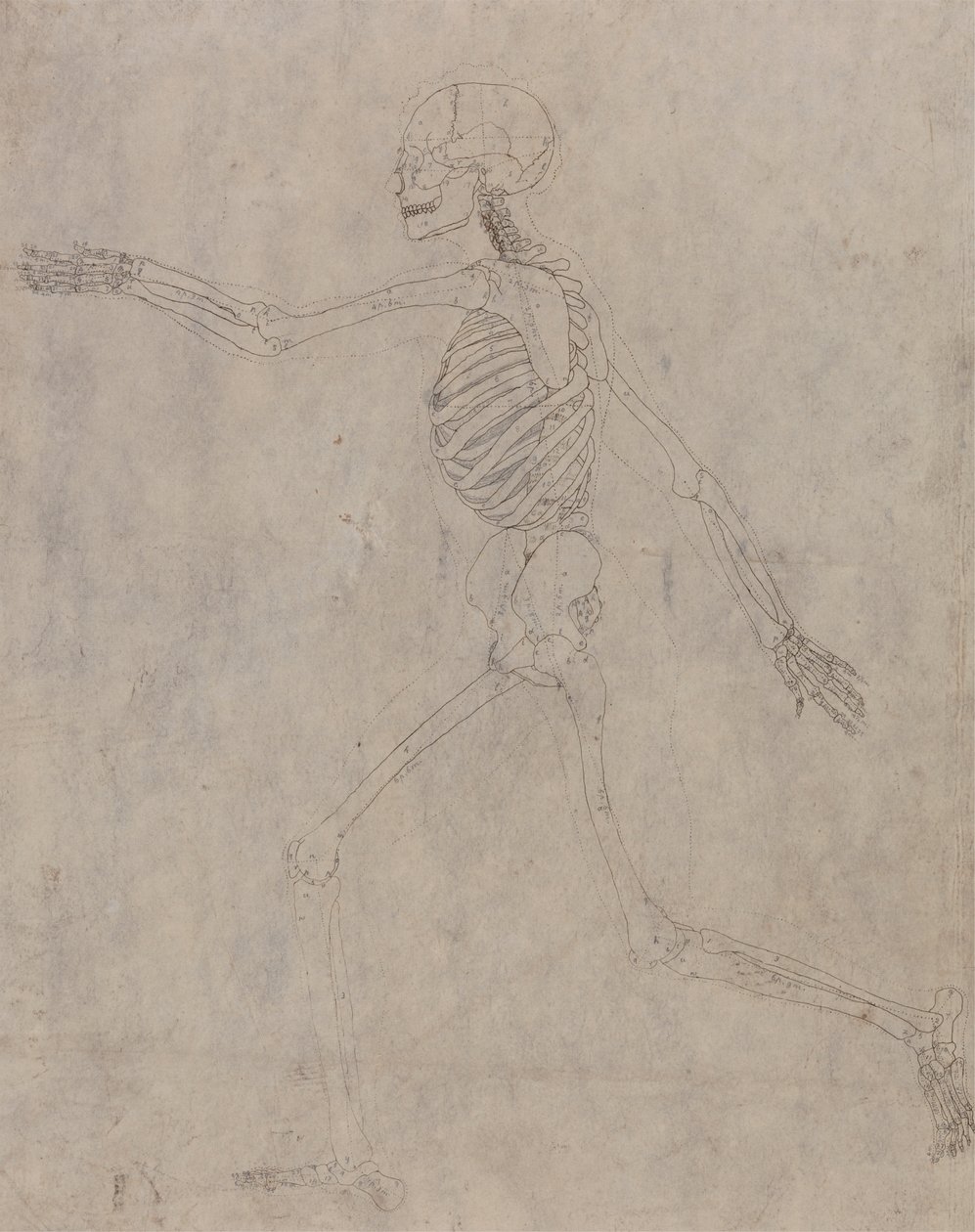 Squelette humain, vue latérale - George Stubbs