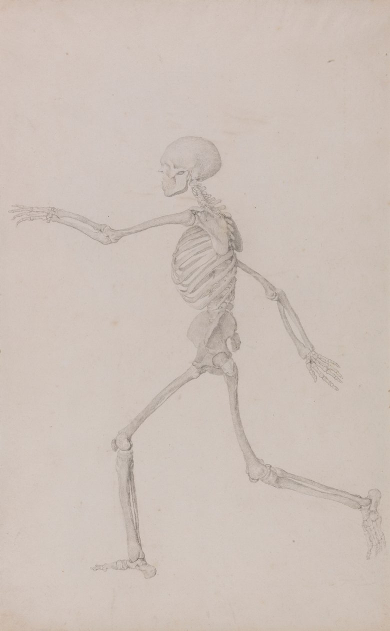 Squelette humain, vue latérale vue de gauche, en course (étude finie pour la table III) - George Stubbs