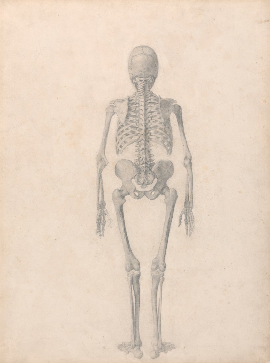 Squelette humain, vue postérieure (étude finie pour la table II) - George Stubbs