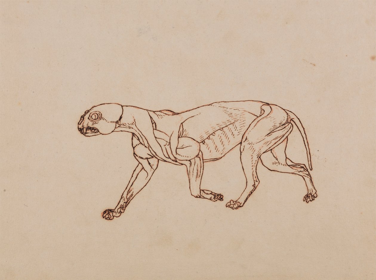 Corps de Léopard, Vue Latérale - George Stubbs