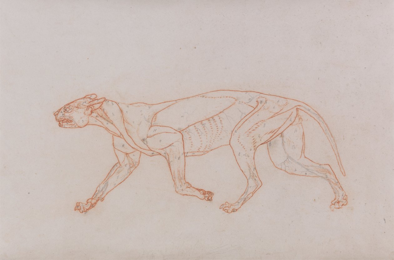 Corps de léopard, vue latérale - George Stubbs