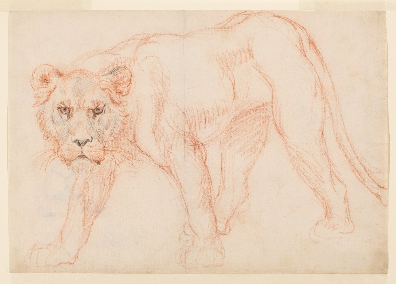 Lionne rôdant, recto - George Stubbs