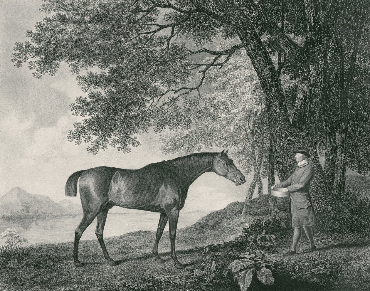 Sharke, gravé par George Townley Stubbs (1756-1815) pub. 1794 (eau-forte) - George Stubbs