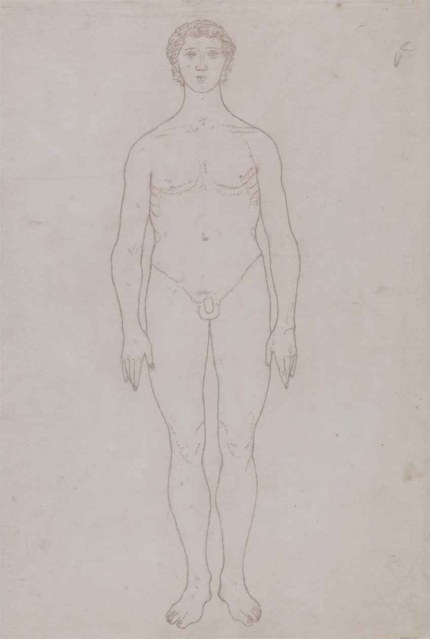 Étude de la figure humaine, vue antérieure (dessin au trait pour la table VI) - George Stubbs