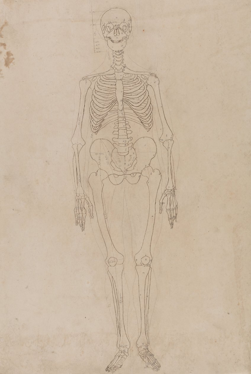 Étude de la figure humaine, vue antérieure, d