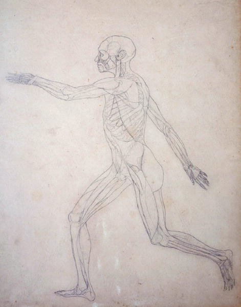 Étude de la figure humaine, vue latérale, d