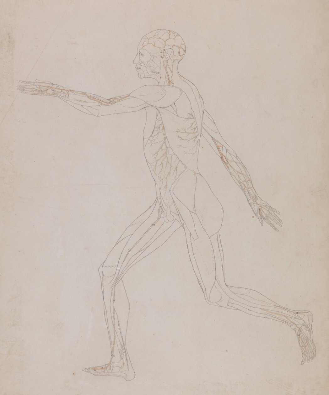 Étude de la figure humaine, vue latérale, d