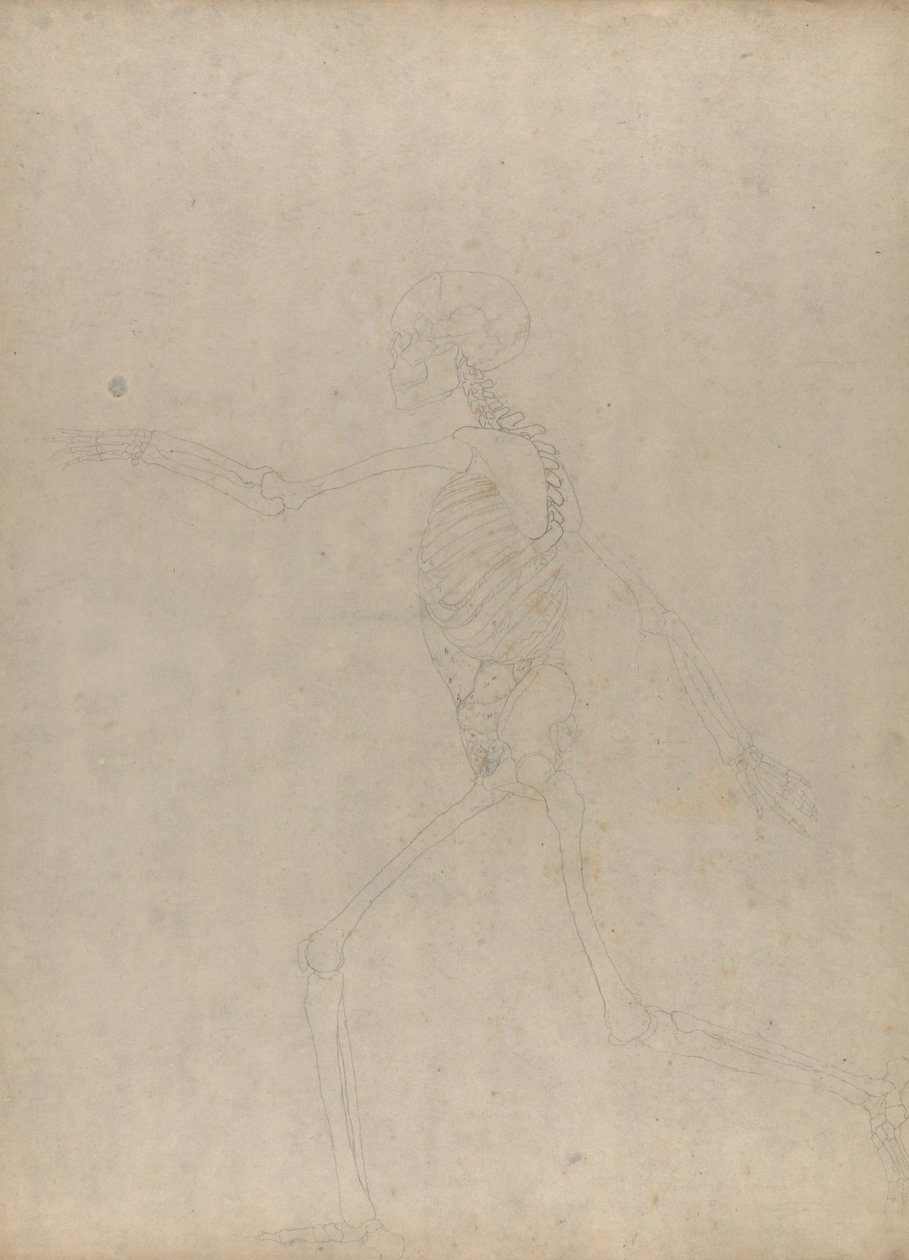 Étude de la Figure Humaine, Vue Latérale, d