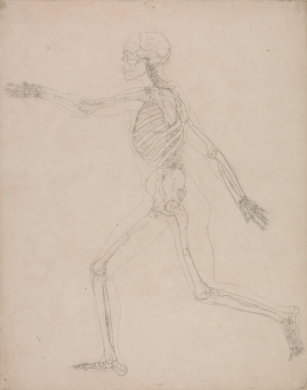 Étude de la Figure Humaine, Vue Latérale, d