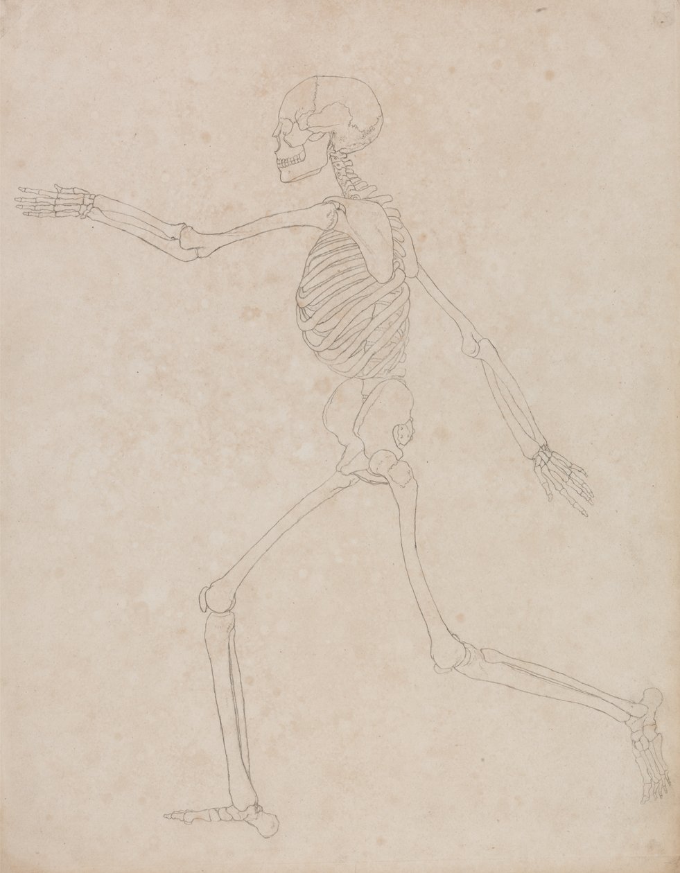 Étude de la Figure Humaine, Vue Latérale, d