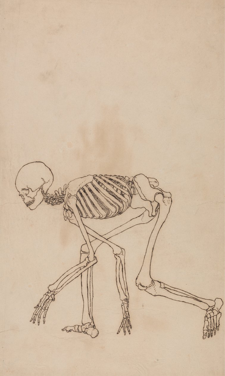 Étude de la Figure Humaine, Vue Latérale, d