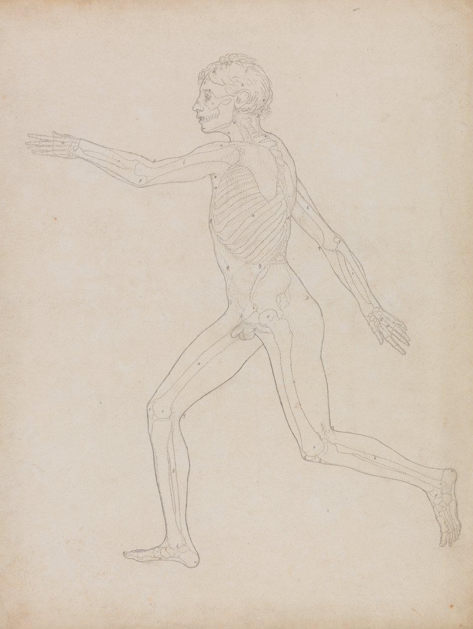 Étude de la figure humaine, vue latérale, de A Comparative Anatomical Exposition of the Structure of the Human Body with that of a Tiger and a Common Fowl, 1795-1806 - George Stubbs