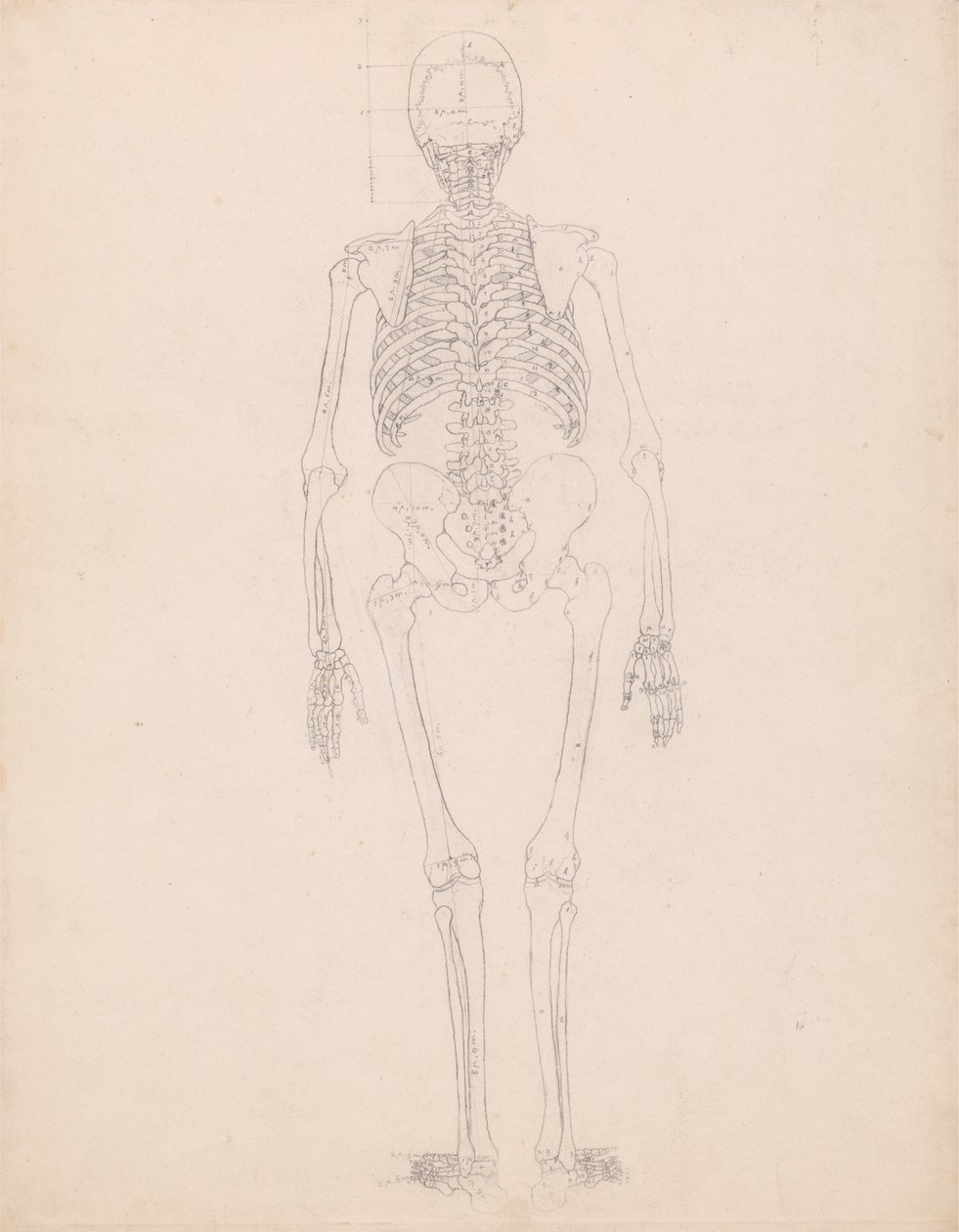 Étude de la Figure Humaine, Vue Postérieure, Diagramme pour Clé de la Table II, d