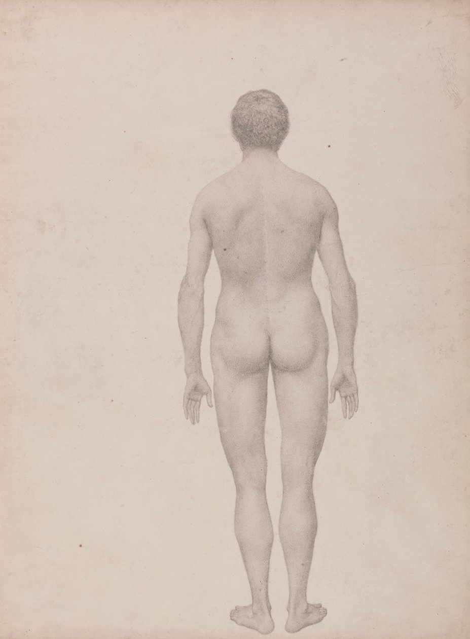 Étude de la Figure Humaine, Vue Postérieure, Non Disséquée, Étude Finie pour la Table VII, d