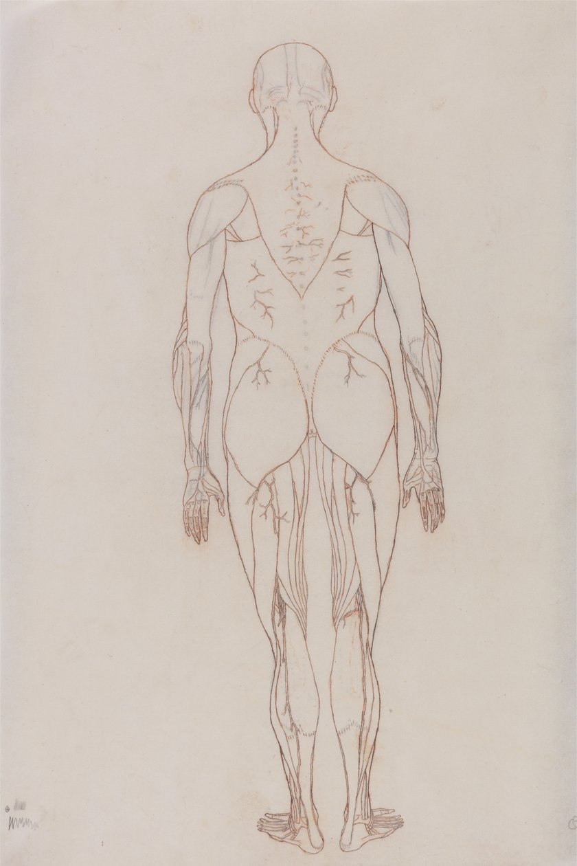 Étude de la figure humaine, vue postérieure, d