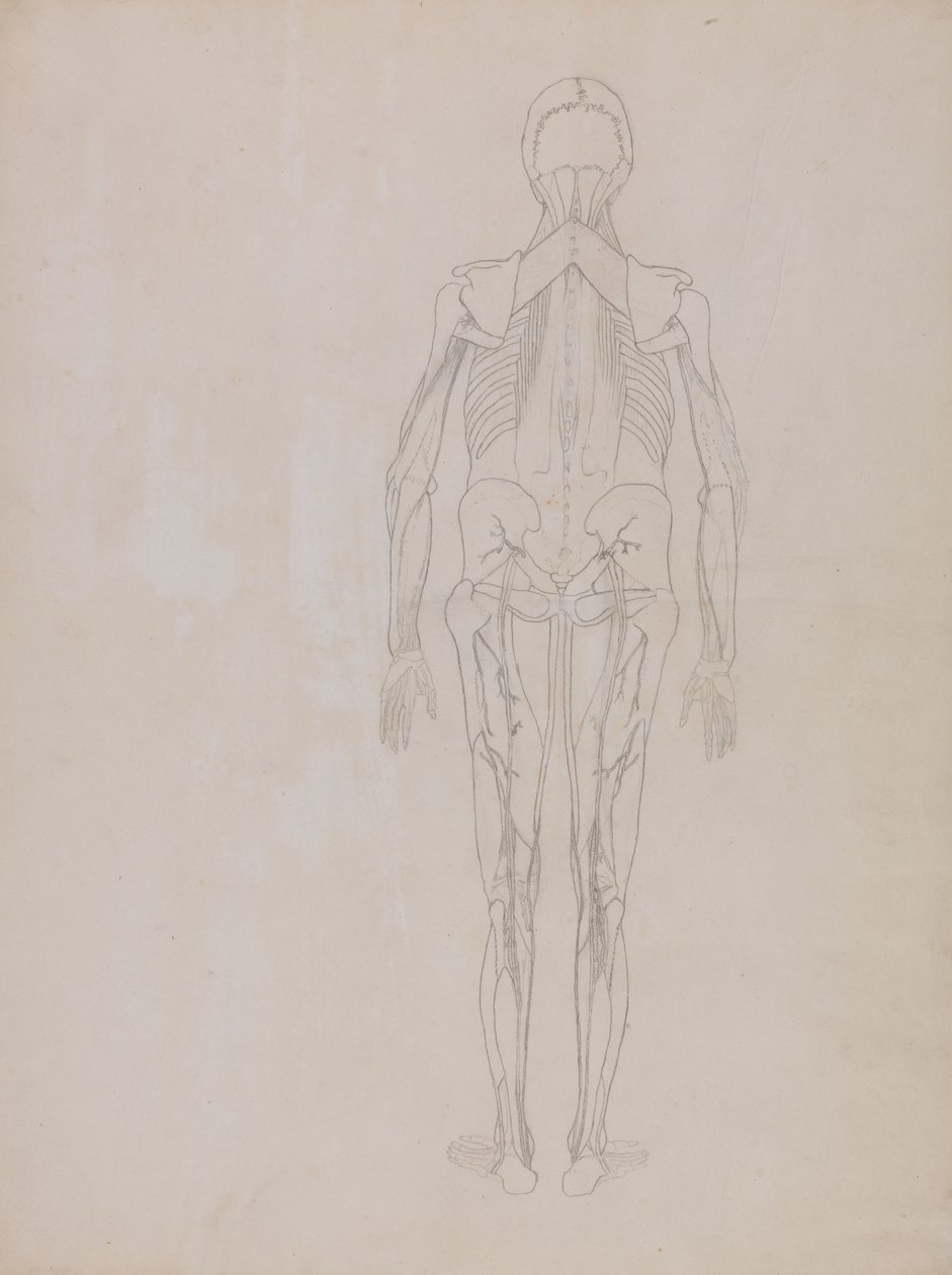 Étude de la figure humaine, vue postérieure, d