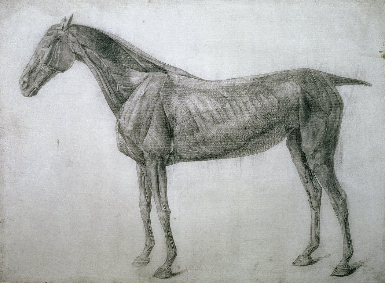 Étude des muscles : dessin écorché vu de flanc, de la 13e table anatomique, de l