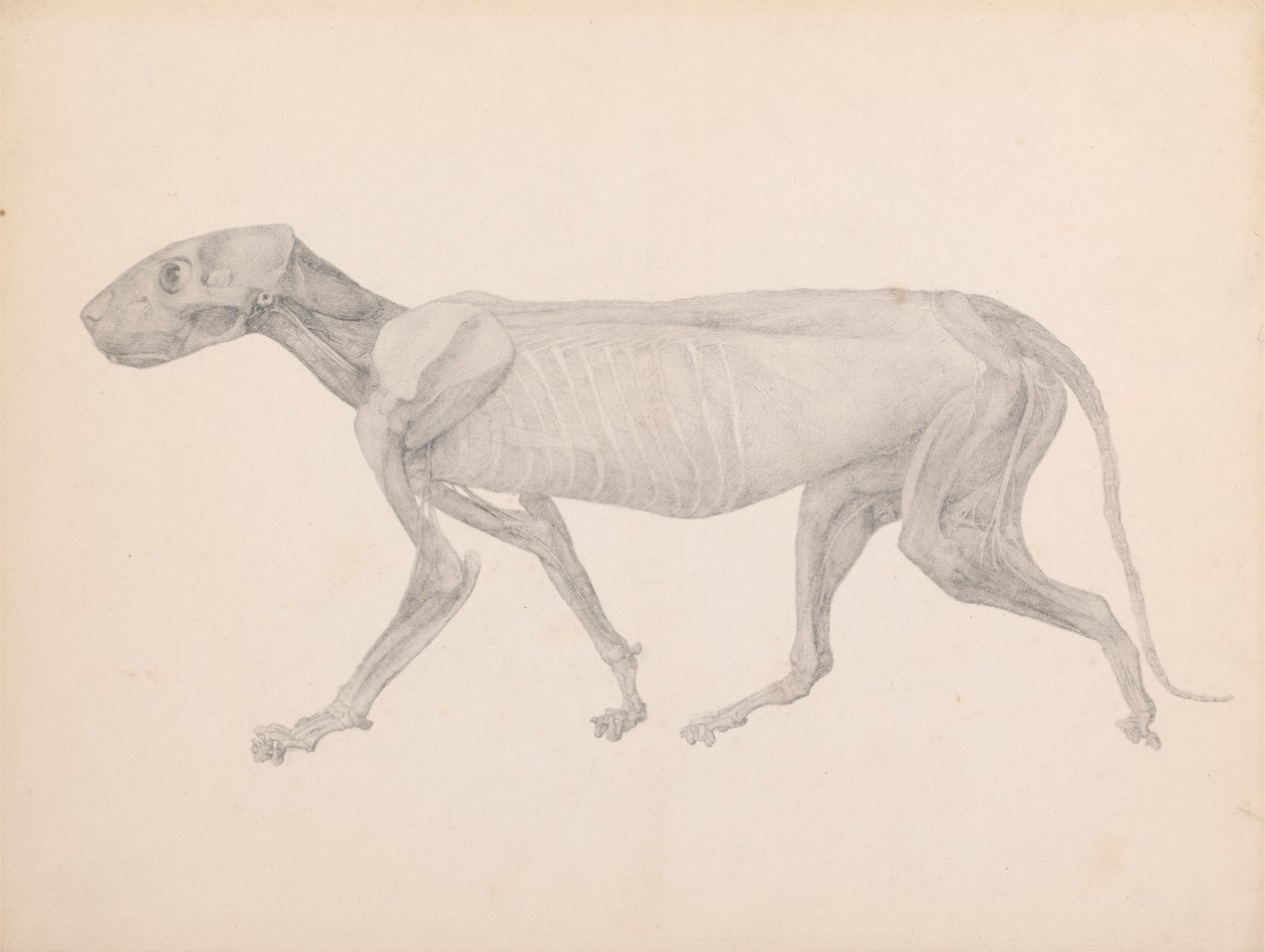Corps de Tigre, Vue Latérale - George Stubbs