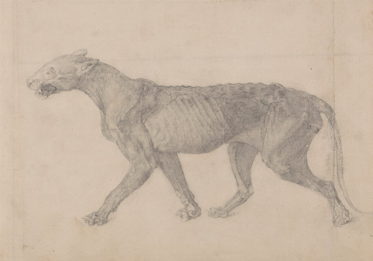Corps de tigre, vue latérale (premier de neuf dessins d