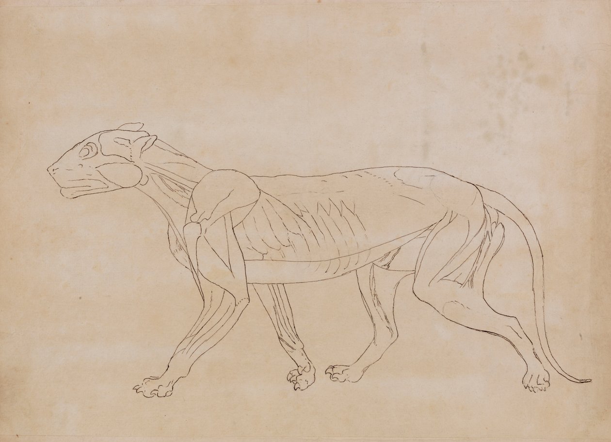 Corps de tigre, vue latérale (dessin au trait pour une figure clé) - George Stubbs