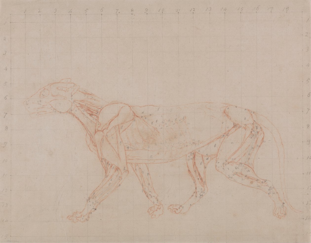 Corps de tigre, vue latérale (étude de la quatrième étape de la dissection montrant les muscles plus profonds) - George Stubbs