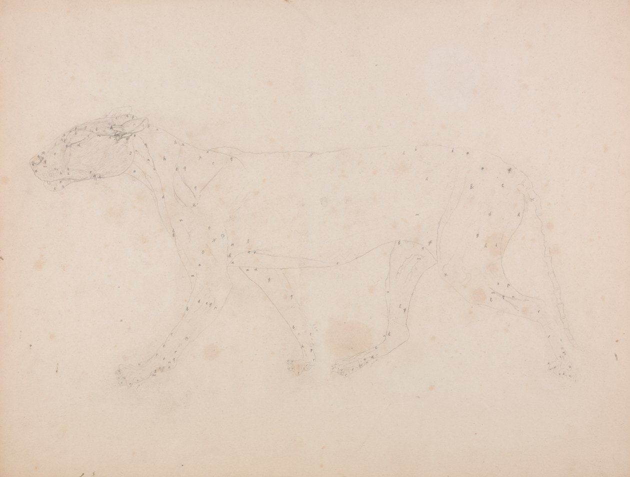 Corps de tigre, vue latérale (étude des muscles pour la figure clé de la table IX) - George Stubbs
