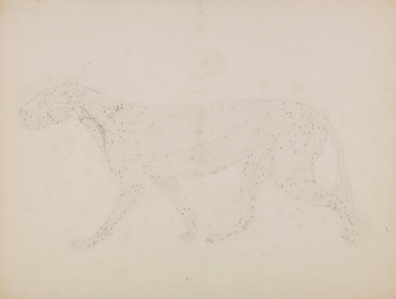 Corps de tigre, vue latérale (étude des couches supérieures des muscles et de leur apport sanguin préparée pour la figure clé de la table XIV) - George Stubbs