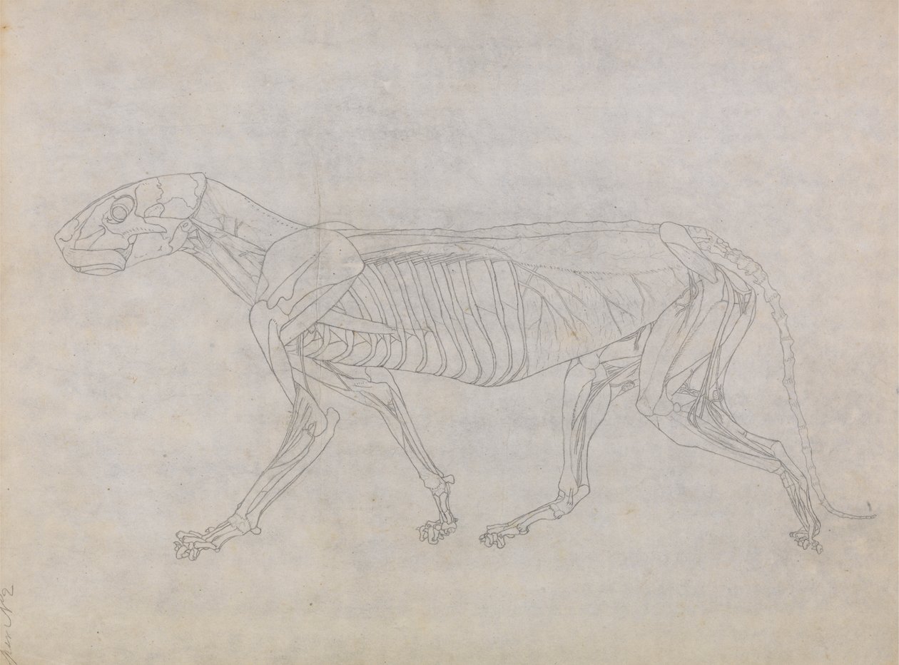 Corps de tigre, vue latérale - George Stubbs