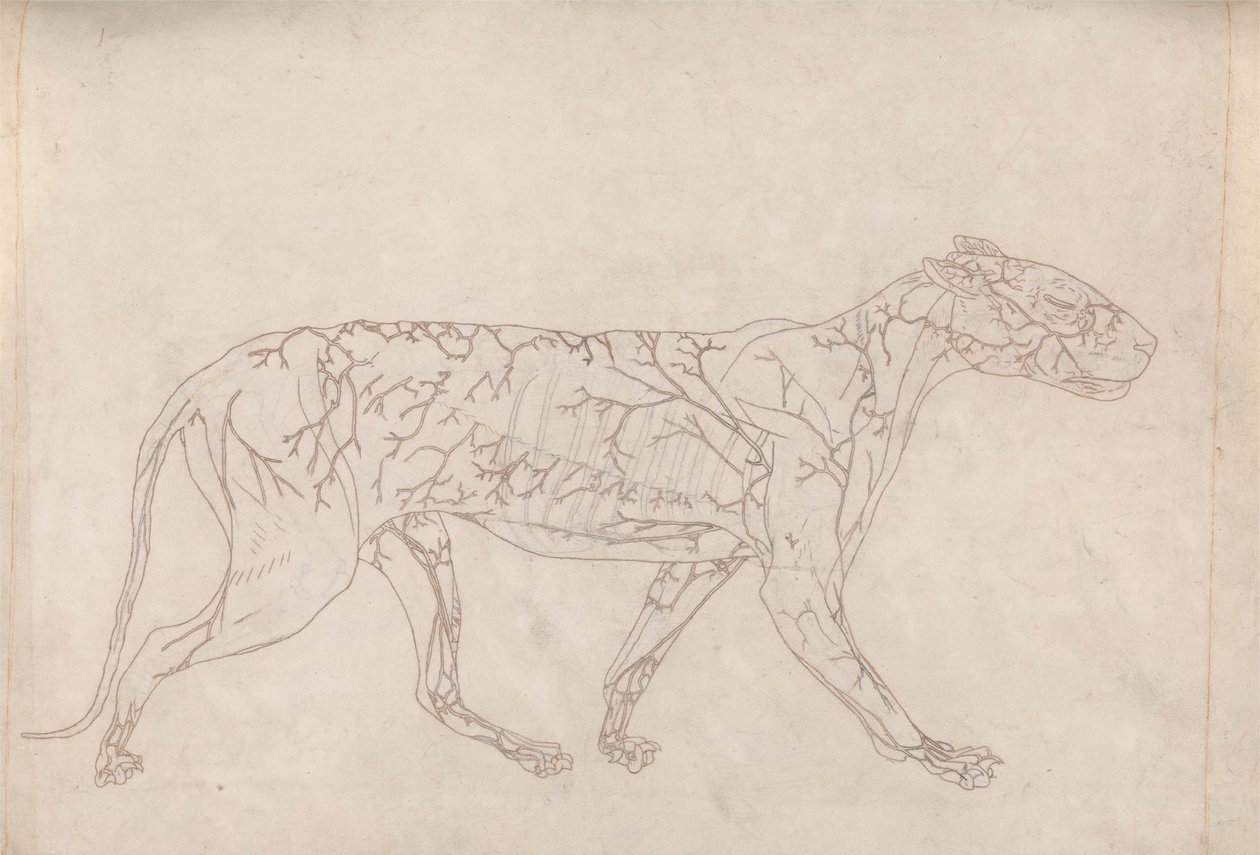 Tigre, vue latérale (étude de contour de l
