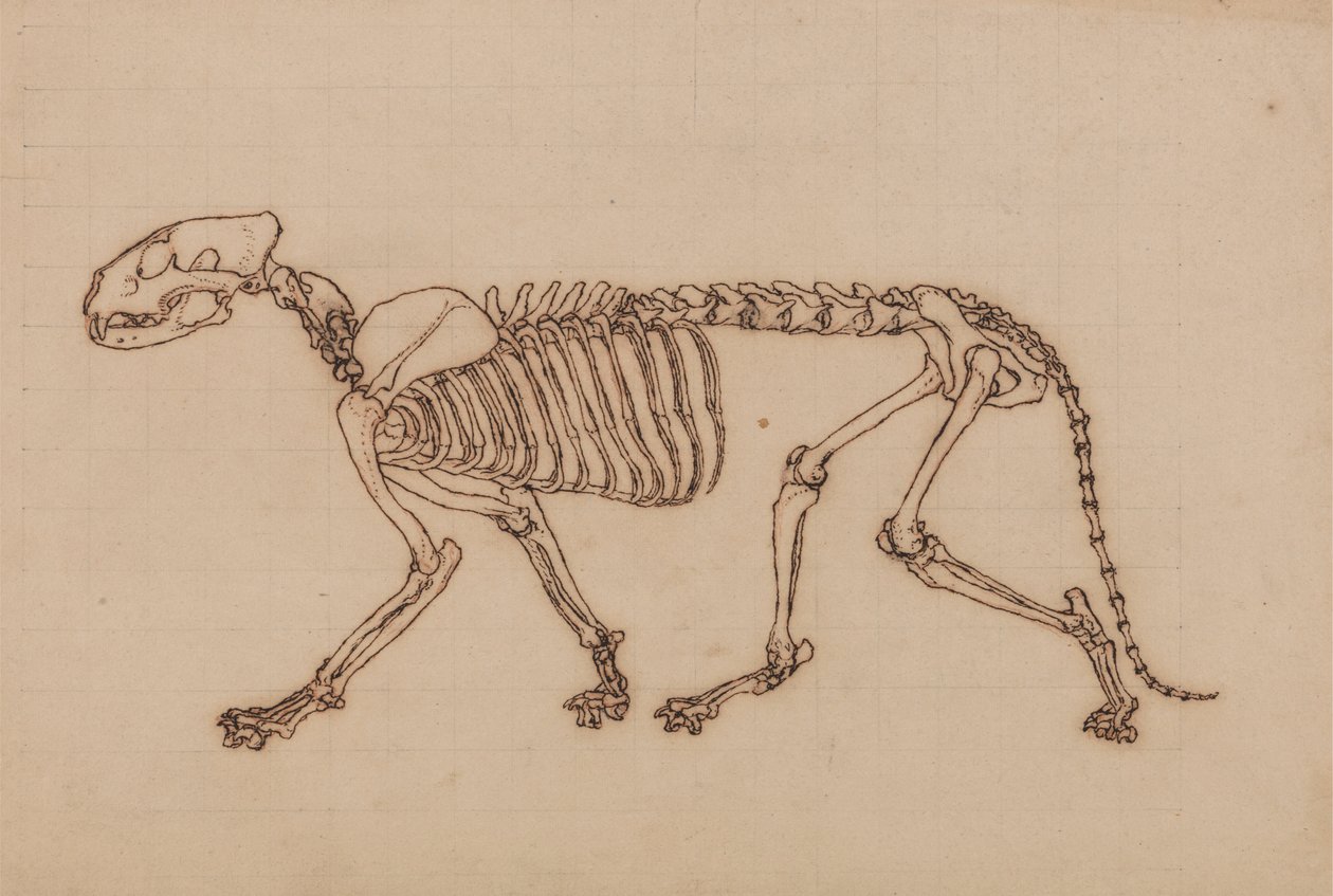 Squelette de Tigre, Vue Latérale - George Stubbs
