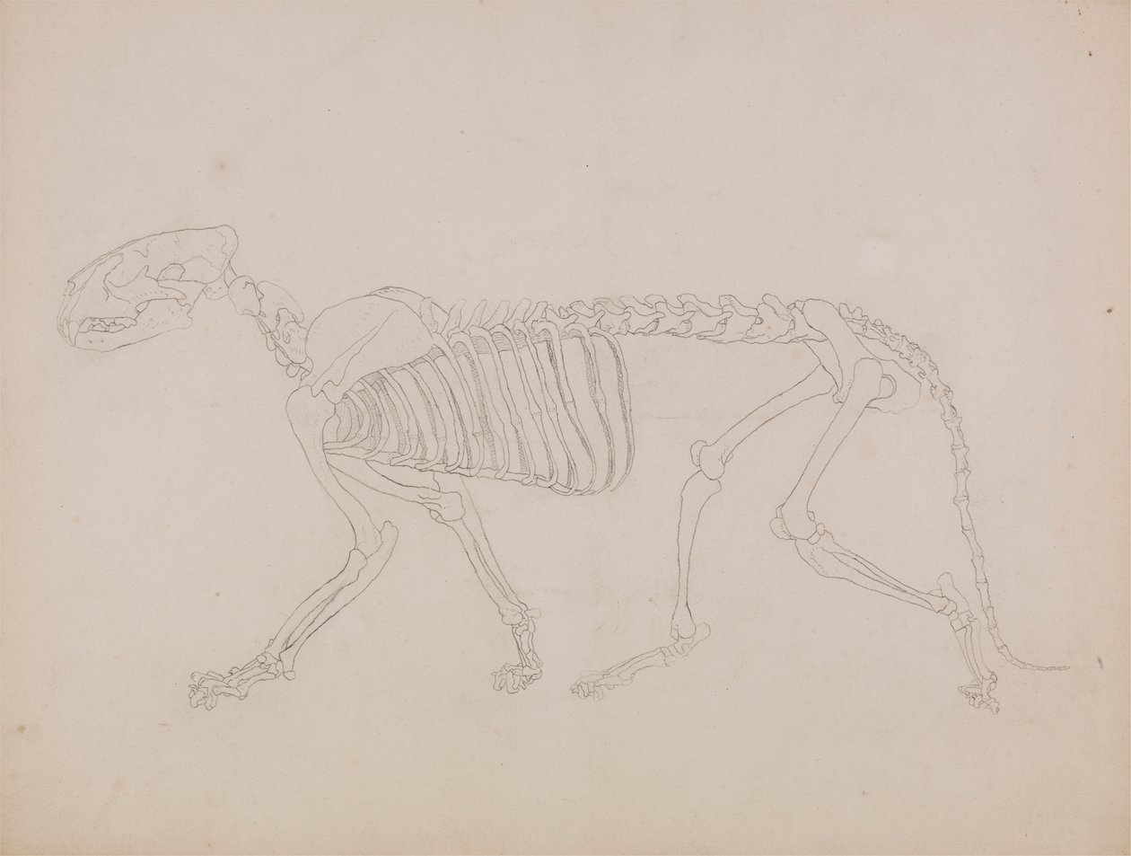Squelette de tigre, vue latérale - George Stubbs
