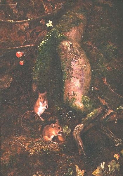 Souris des champs au pied d